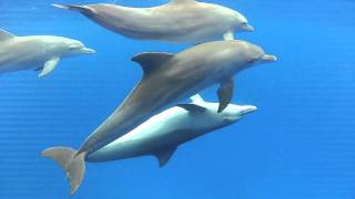 Dolphins mating in the wild [upl. by Ilime]