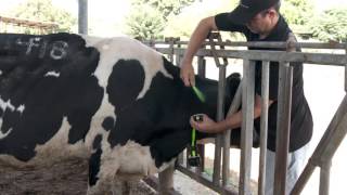 Placing Allflex Tags on cows in headlocks [upl. by Leahciam959]