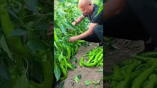 Green Chili Harvesting satisfying lovefruit shots [upl. by Gillead]