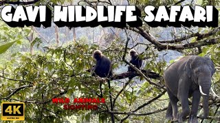 🔥Gavi Wildlife Safari  Jungle Camp Trekking SimbaaVlogs [upl. by Harima481]