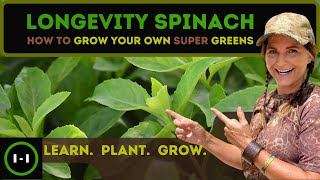 Longevity Spinach  Grow Super Food nstead of Grass [upl. by Milda289]