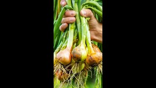 How to grow Onion plant from Onion [upl. by Martynne992]