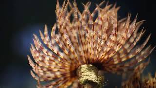 Facts The Feather Duster Worm [upl. by Zsazsa760]