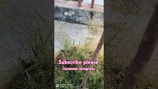 japanese lovegrass grass plants identification trending shortsvideo youtubeshorts youtube [upl. by Nohj]