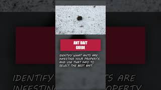 The Quick Guide to Ant Baits DIY ANT CONTROL [upl. by Dnomde]