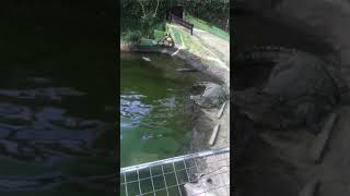 Crocodile Attacks Keeper viral viralshorts viralshort viralvideo animals youtubeshorts video [upl. by Emile]