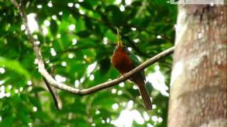 Yellowbilled Jacamar  Galbula albirostris  wwwcolombiabirdingcom [upl. by Eimam]