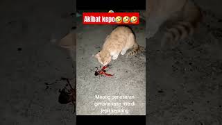 Akibat penasarannya terhadap dogy akibatnya mengalami yang sama 🤣🤣 hewanbergerak viralvideo [upl. by Dobson]