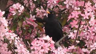 Mierla cantand Blackbird singing Turdus merula [upl. by Tterej]