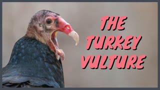 The Turkey Vulture Everything You Need To Know  Eating SoundCall Hiss Flying Habitat Attacks [upl. by Elinad]