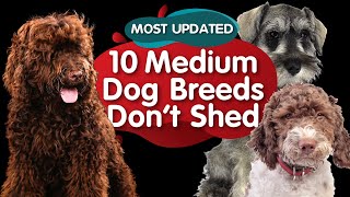 Top 10 Medium Size Dog Breeds That Dont Shed MOST UPDATED [upl. by Caitlin8]