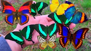 Butterfly and Moth Compilation Pretty Butterflies [upl. by Sheaff]