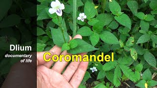 Coromandel Asystasia gangetica  part 1 [upl. by Boote]