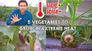 5 Vegetables To Grow in Extreme Heat of 40C 104F [upl. by Harlamert]