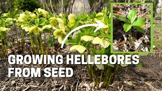 How I Grow Hellebores from Seed  Spring is the Perfect Time to Find Seedlings [upl. by Wetzel208]