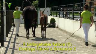 Veulenveiling Dronten  08  Unforgettable Kalone S  Ermitage Kalone x Dominator Z [upl. by Atirehs695]