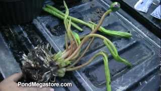 Annual Water Lily Potting and containers waterlily [upl. by Rehpoitsirhc]