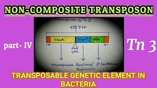 NonComposite Transposon  Replicative Transposon  Transposon  AM Biologie Notes [upl. by Nemraciram268]