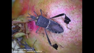 Tips for Controlling Leaf Footed Bugs [upl. by Veneaux625]