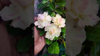 Adenium youtubeshorts flowers houseplantshopping [upl. by Amled]