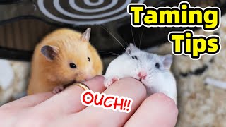 How to Tame Hamster and Minimise Biting [upl. by Terrag481]