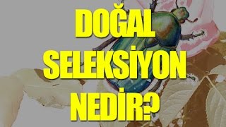 Doğal Seleksiyon Nedir  Tek Cümlede Evrim [upl. by Anelliw]