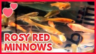 Rosy Red Minnows Feeder Fish to Pond Fish [upl. by Khalid]