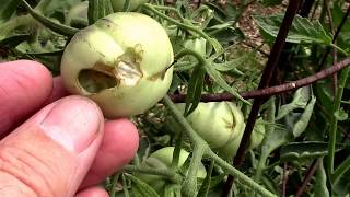 Worms Eating My Tomatoes Armyworms and Fruitworms [upl. by Yvonner]