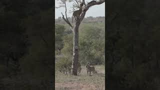 Lion Traps Leopard in Tree [upl. by Earissed521]