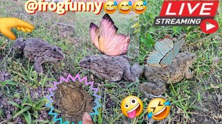 🤏🐸Boing Boing web catching frogs🤏🐸flying amp Jumping Part 9 frog foryou funny catching fun [upl. by Ninerb]