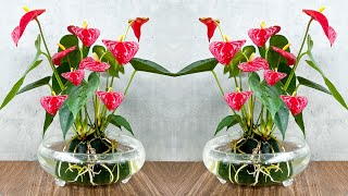 Superflowering Red Anthurium Grow in water with simple method [upl. by Aivataj541]