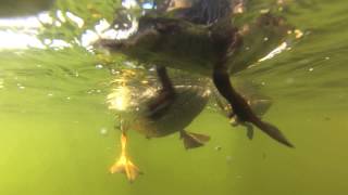 Amazing Ducklings SwimmingUnderwater View [upl. by Cassilda]