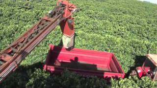 EFICO TRADE BRAZIL  PICKING METHODS  MACHINES [upl. by Enilkcaj]