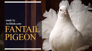 Fantail Pigeon [upl. by Noel998]