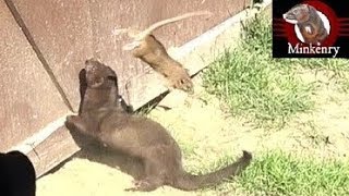 Mink and Dog Cleanup Backyard Rats [upl. by Odnesor450]