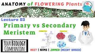 XI0603  Primary meristem vs Secondary Meristem  NEET  AIIMS  JIPMER [upl. by Prud]