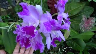 Cattleya orchids in flower Rlc Yen 24 Karat Rlc Orchidglade on Titanic [upl. by Broddie]