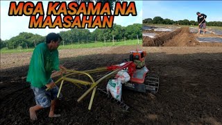 HARVEST NG TALONG AT PAGGAGAYAK SA TARLAC FARM [upl. by Starr474]