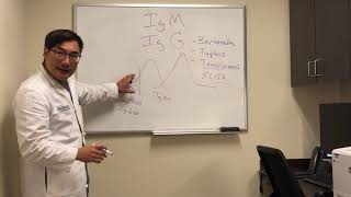 Immunoglobulin IgG and IgM interpretation of serological tests [upl. by Ecnar]