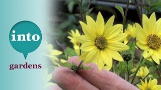 Helianthus Lemon Queen Plants for October [upl. by Ardnal]