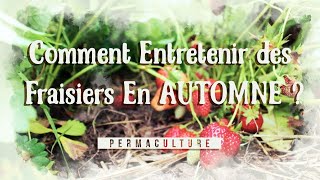 Comment Entretenir des fraisiers en automne  pour des fraises au printemps [upl. by Savinirs24]