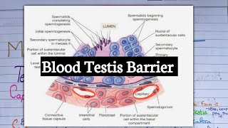 Blood Testis Barrier  Testis Histology  Sertoli Cells [upl. by Iruam]