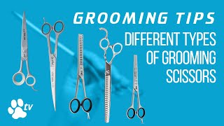 Grooming Tips the different types of grooming scissors  TRANSGROOM [upl. by Hauser]