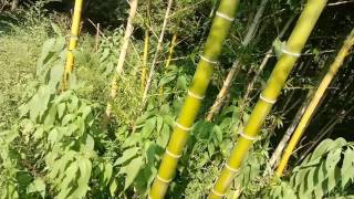 Moso bamboo phyllostachys edulis [upl. by Eveivaneg291]