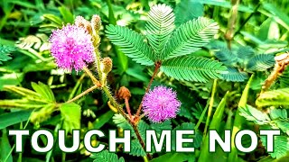 Touch Me Not Plant  Mimosa Pudica  Travel vlog by Meigo Märk [upl. by Aehtela]