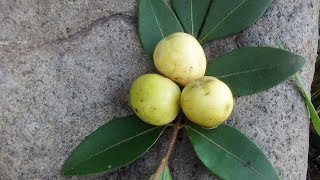 El mirto arrayÃ¡n murta guayabillo Psidium sartorianum [upl. by Neyrb232]