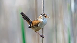 Marsh Wren [upl. by Alvie219]