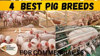 BUSINESS PIG FARMING Ep1 These are Four 4 Best Pig Breeds You Should Keep [upl. by Uball580]