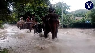 Los aldeanos montan elefantes para escapar de las inundaciones en Birmania [upl. by Ardnas]