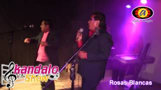 ROSAS BLANCAS SKANDALO SHOW [upl. by Haelam557]